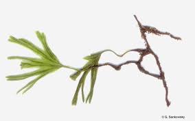 Image result for Crepidomanes