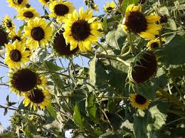 Justine Lines (@Justinelines)