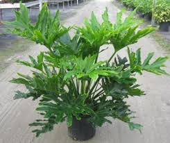 Plant Of The Month Selloum Philodendron Philodendron Bipinnatifidum Moore Park Plantscapes Tropical Office P Philodendron Plant Plants Philadendron Plant