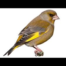 Image result for Chloris