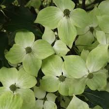 We did not find results for: Greensleeves Kousa Dogwood Kousa Dogwood Kousa Dogwood Tree Ornamental Trees