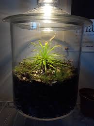 My Carnivorous Terrarium Terrariums