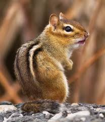 Chipmunk Cute Animals Animals Beautiful Baby Animals