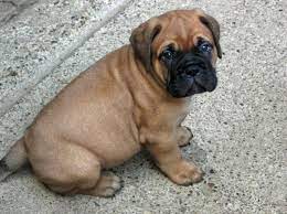 This page provides a listing of michigan bullmastiff breeders. Bullmastiff Puppies For Sale Ny L2sanpiero