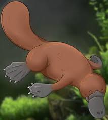 How To Draw A Platypus Draw Central Want to discover art related to foot_worship? how to draw a platypus draw central