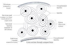 An outer 'fibrous layer' containing mainly fibroblasts, and an inner 'cambium layer' containing progenitor cells. Biomechanics