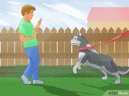 A special note about husky puppies: 3 Ways To Train A Siberian Husky Wikihow