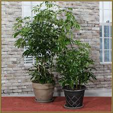 Image result for Schefflera