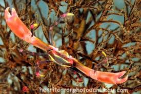 Image result for Crabbea coerulea