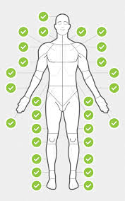 Dribbble Body Chart Anterior Png By Chris Wharton