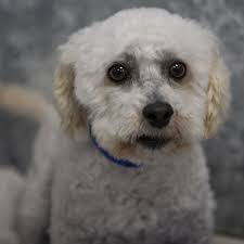 Introduction of a new member and their dog