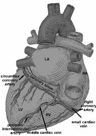 We will discuss cardiac physiology, incorporating blood flow through the heart, coronary systole and diastole, the events that occur during Posterior View Of Heart Download Scientific Diagram