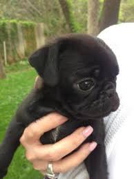 What a gorgeous pug puppy this is! Cute Pug Puppies For Sale For Sale In Edmond Oklahoma Classified Americanlisted Com