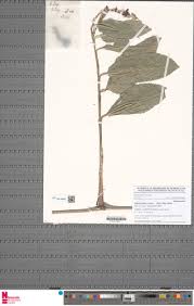 Image result for Hypselodelphys