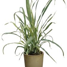 Image result for Cymbopogon caesius