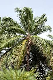 Image result for Elaeis