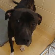 When we went looking online briefly, we found labrador retriever in a yahoo pets classified ad, we saw 10 beautiful little labrador retriever puppies for adoption in colorado. A Picture Of Galvin Dog Adoption Golden Labrador Puppies Humane Society