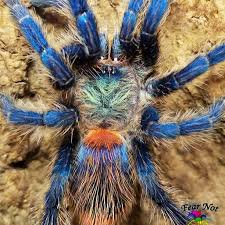 Image result for Dyschoriste transvaalensis