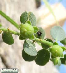 Image result for Andrachne