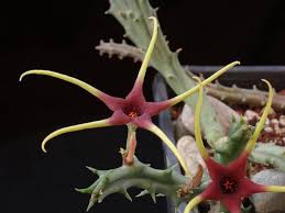 Image result for Orbea lugardii