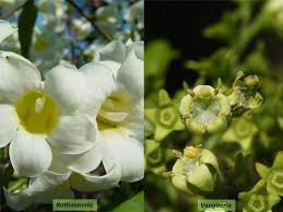 Image result for Pavetta sp. B