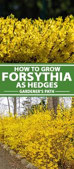 7 Tips For Growing A Forsythia Hedge Gardener S Path In 2020 Forsythia Forsythia Bush Hedges