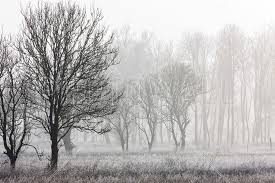 Frost In The Forest Black And White Bilder Auf Leinwand Photowall Wald Tapete Bilder Leinwand Schwarz Weiss