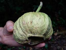 Image result for Tristachya superba