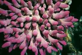 Image result for Microcharis spathulata