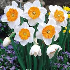 Buy Daffodil Professor Einstein Bulbs J Parker S Daffodils Pretty Flowers Beautiful Flowers