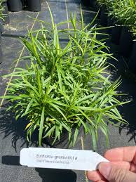 Image result for Asclepias graminifolia