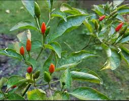 We did not find results for: Siling Labuyo Sili Chili Pepper Seedling Furniture Home Living Gardening Plants Seeds On Carousell