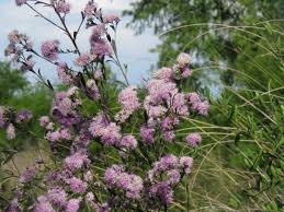 Image result for Vernonanthura