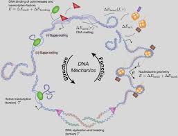 ★ kim thye leong rice mill sdn bhd ★ no. Understanding And Engineering Chromatin As A Dynamical System Across Length And Timescales Sciencedirect