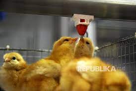 ∙ promo pengguna baru ∙ kurir instan ∙ bebas ongkir ∙ cicilan 0%. Modifikasi Genetik Ayam Ayam Ini Telurkan Obat Republika Online
