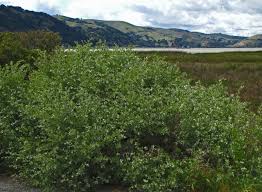 Image result for Atriplex