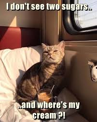 I Don T See Two Sugars And Where S My Cream Animal Humour Funny Cat Memes Funny Cats