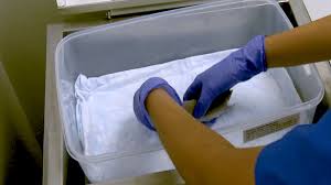 Video: A Ferret Model of Inflammation-sensitized Late Preterm  Hypoxic-ischemic Brain Injury