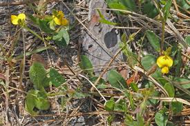 Image result for Crotalaria monteiroi