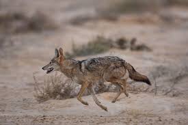 Golden Jackal Canis Aureus The Golden Jackal Also Known As The Common Jackal Asiatic Jackal Or Reed Wolf Is A Canid Plague Dogs Wild Dogs African Wild Dog