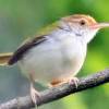 Cara membedakan burung salome atau cici padi kepala merah jantan atau betina.burung. 1