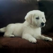 Maybe you would like to learn more about one of these? English White Golden Retriever Puppy Breeder Pristine Puppies Retriever Puppy White Golden Retriever Puppy Golden Retriever Puppy