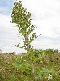 Image result for Lactuca ugandensis