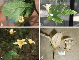 Image result for Trochomeria macrocarpa