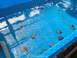 The centre is located at the northern end of port dickson's teluk kemang beach. Pusat Ikan Hiasan Aka Ornamental Fish Aquarium Port Dickson Thequahs Com