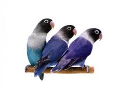 Check out our new babies weekly! Lovebirds As Pets Lovetoknow