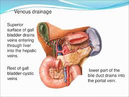 Liver diagram with labels and real human liver images also posted here. Extrahepatic Biliary Apparatus Ppt Download
