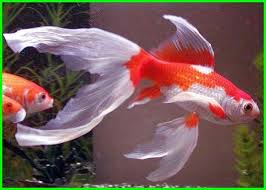 Slovenia sapu bersih, mimpi tuan rumah musnah. 7 Jenis Ikan Komet Beserta Gambar Dan Harganya Daftarhewan Com