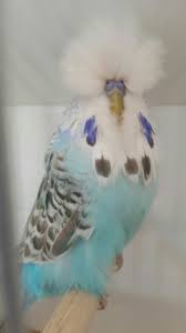 Sky Blue Cinnamon Showbudgie South Africa National Winner 2016 Tommie Roodt Muhabbet Kuslari Guzel Kuslar Kus