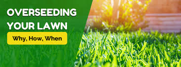 We did not find results for: Lawn Repair How To Overseed A Lawn
